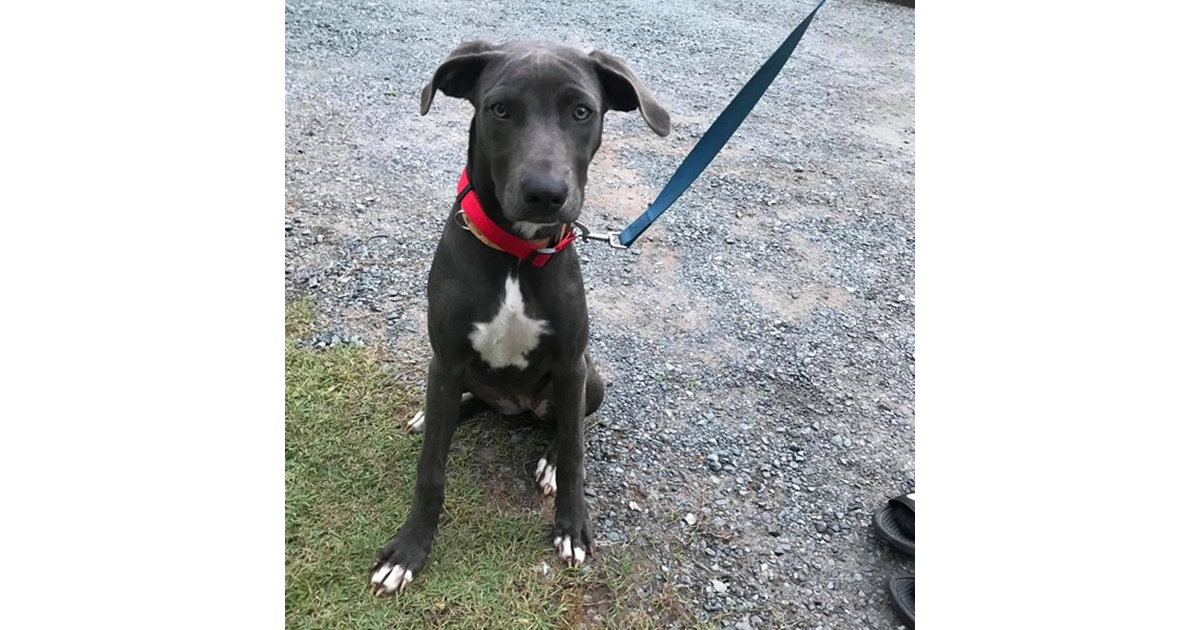 Adopt Ebony from Jimboomba QLD AdoptADog