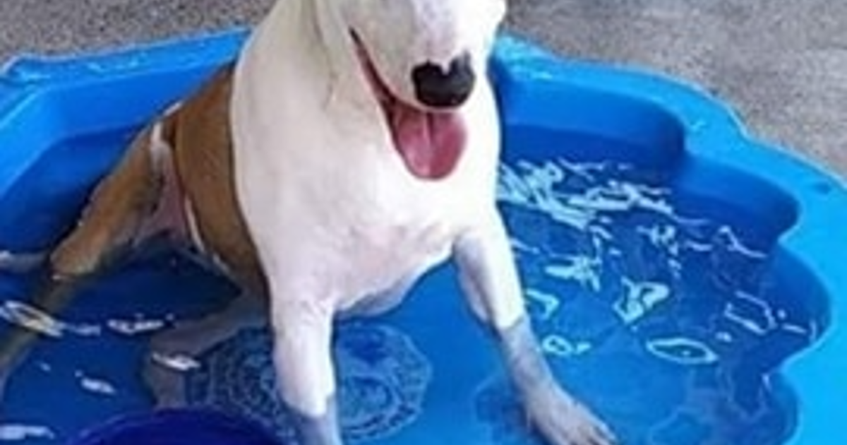 Adopt delilah from cairns qld adopt a dog