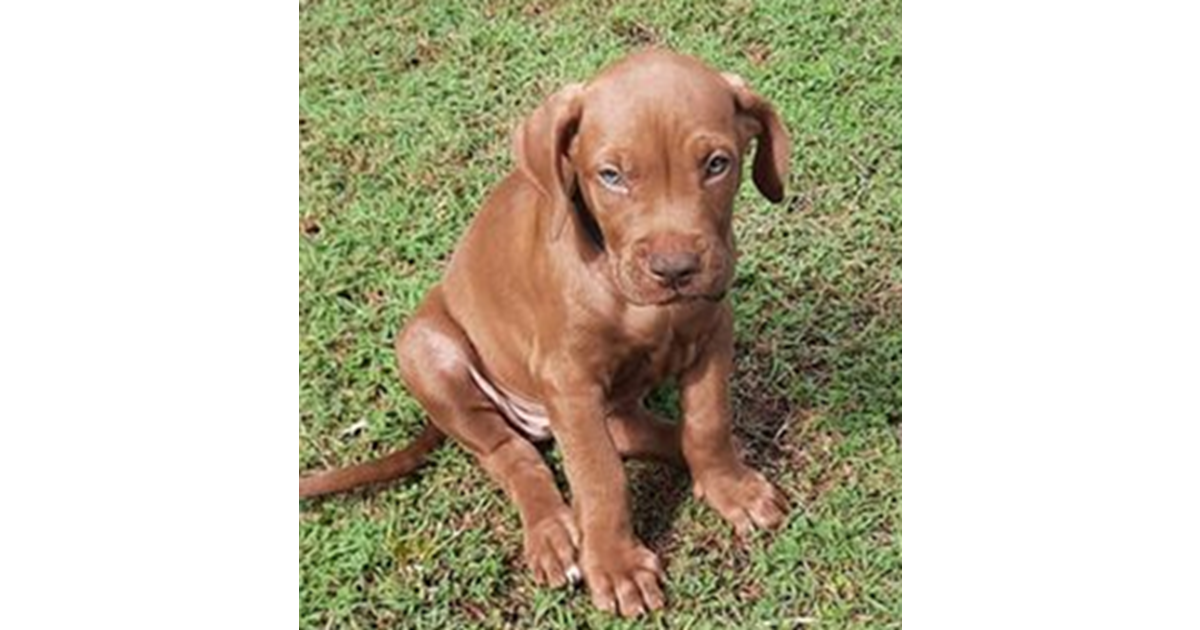 Adopt Shine from Mackay QLD AdoptADog