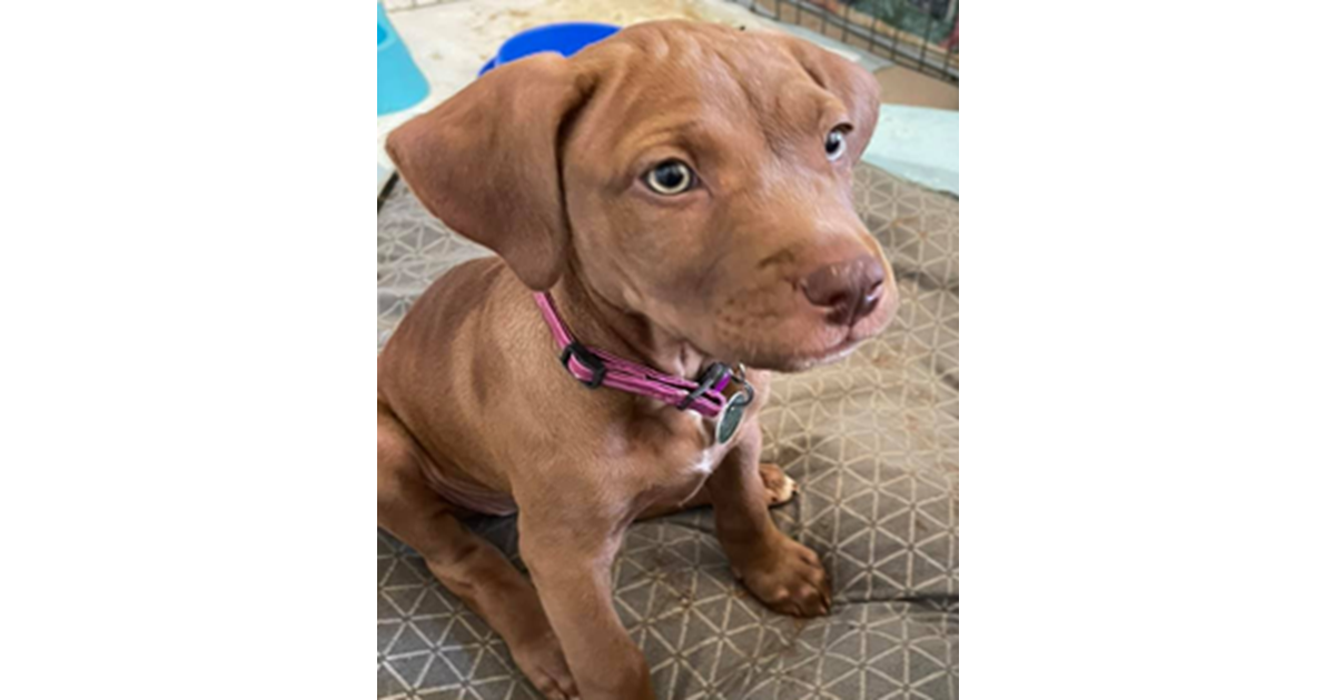 Adopt Roxy from Mackay QLD AdoptADog