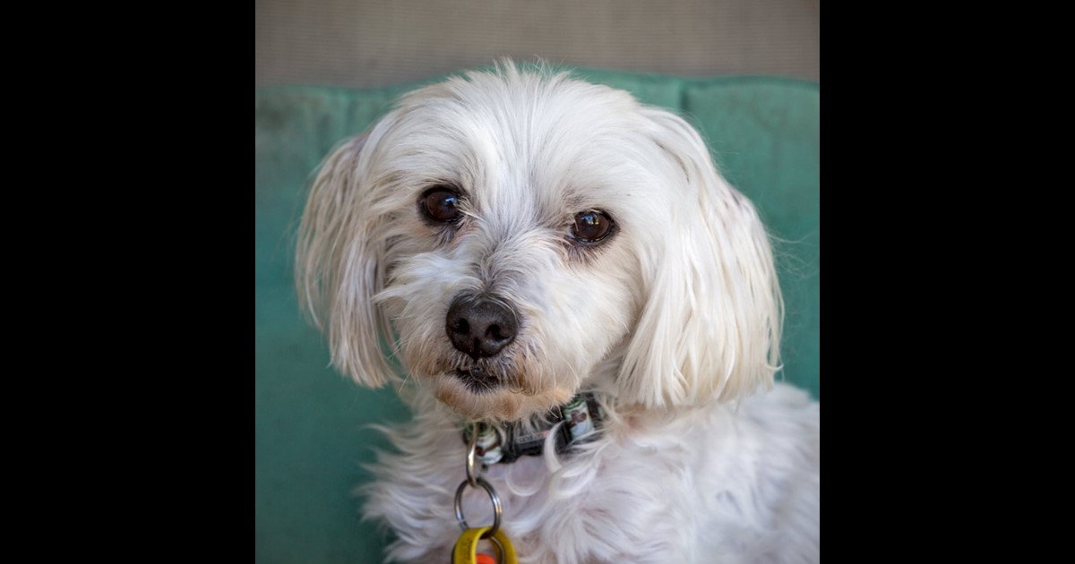 Adopt Oskar from Sunshine Coast QLD AdoptADog