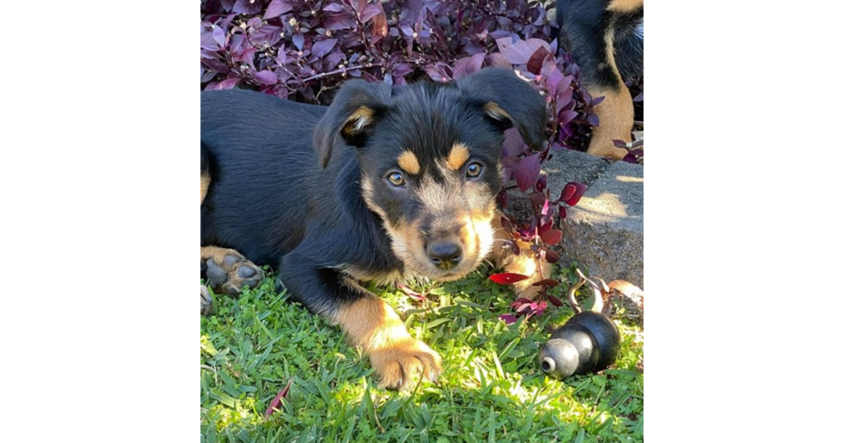 Adopt Kygo from Kallangur QLD AdoptADog