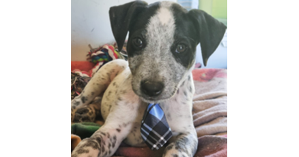 Adopt Dusty from Mackay QLD AdoptADog