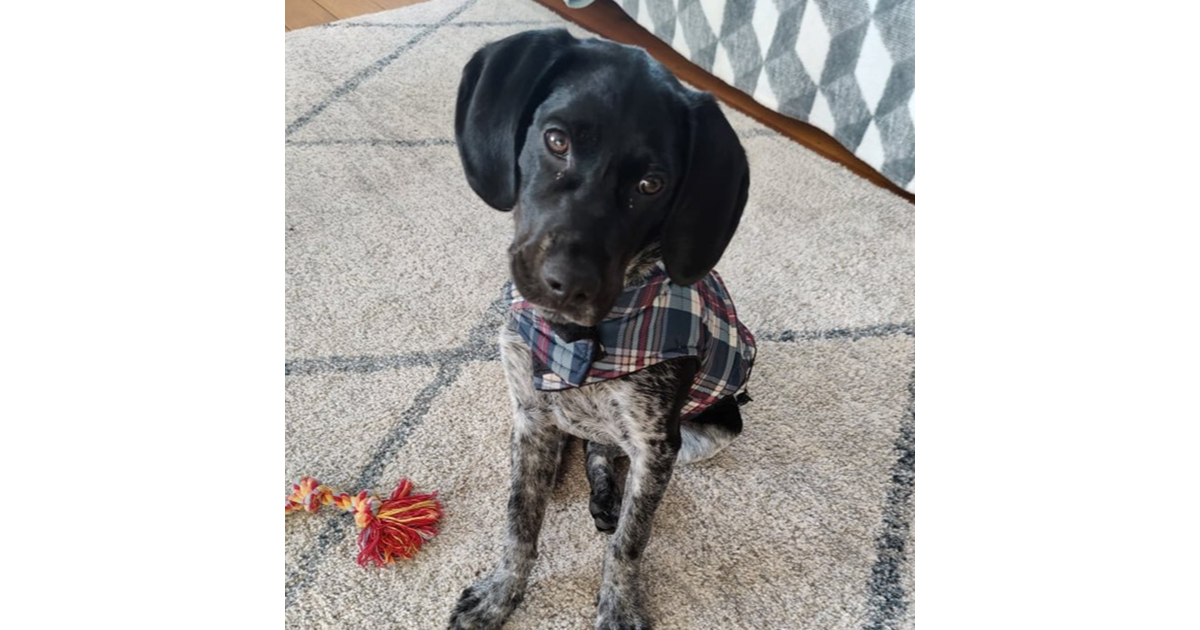 Adopt Tex from Launceston TAS AdoptADog