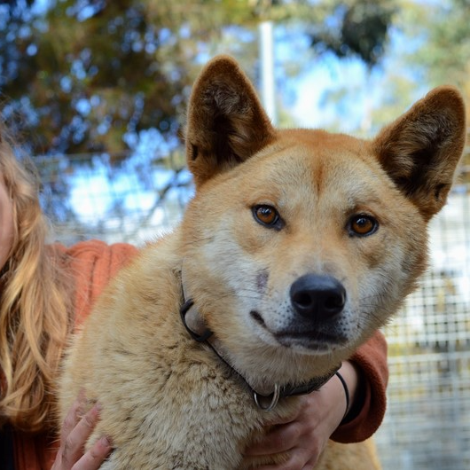 Adopt Argos Dingo from Marrickville NSW AdoptADog