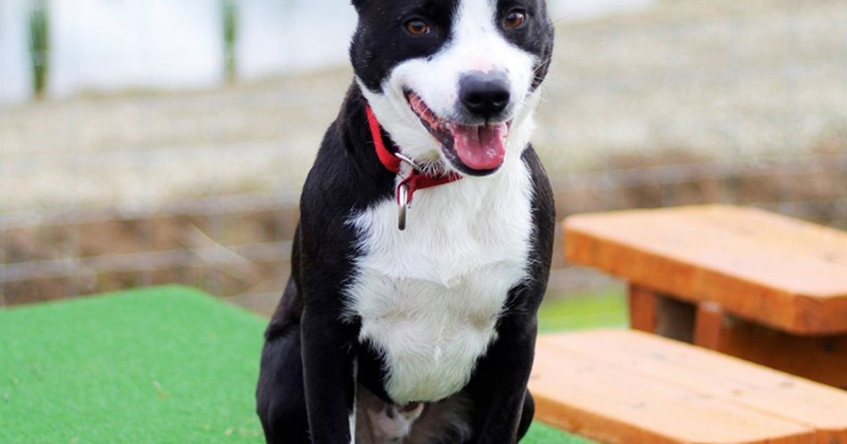 Adopt Marlo from Coldstream VIC AdoptADog