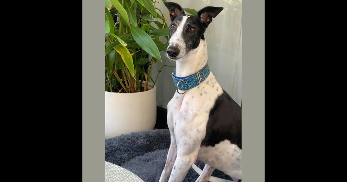 Adopt Queenie from Sydney NSW AdoptADog