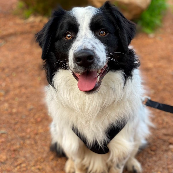 Collie for adoption near me shops