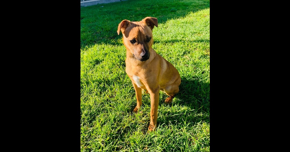 Adopt Skooch from Adelaide SA AdoptADog