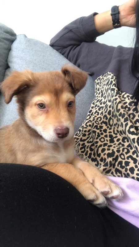 Adopt Koda from Edgeworth NSW AdoptADog