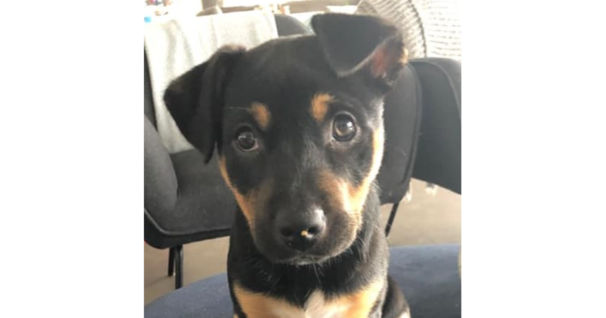 Adopt Everest from Adelaide SA AdoptADog