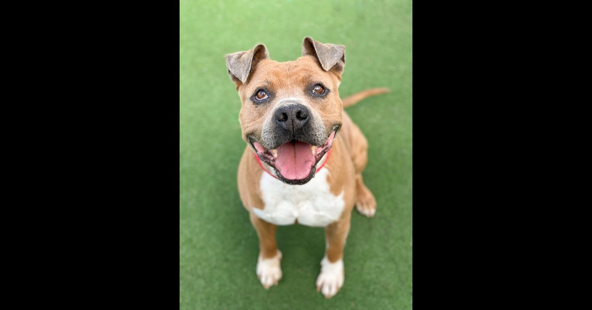 Adopt Trigger from NOWRA NSW AdoptADog