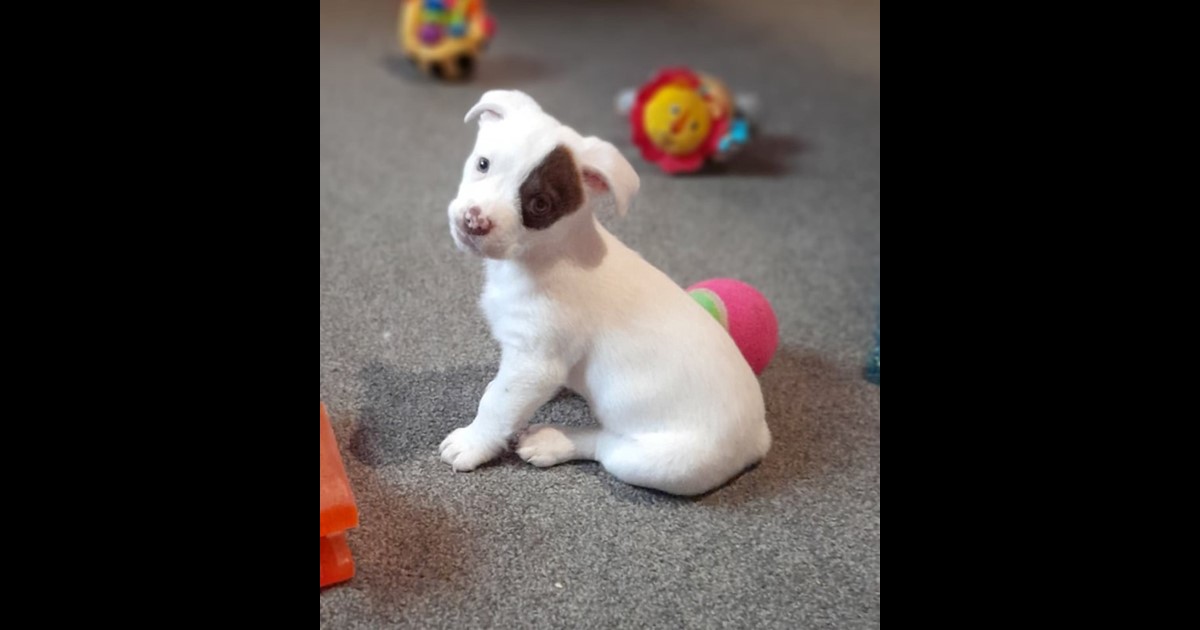 Adopt Emmy from Adelaide SA AdoptADog