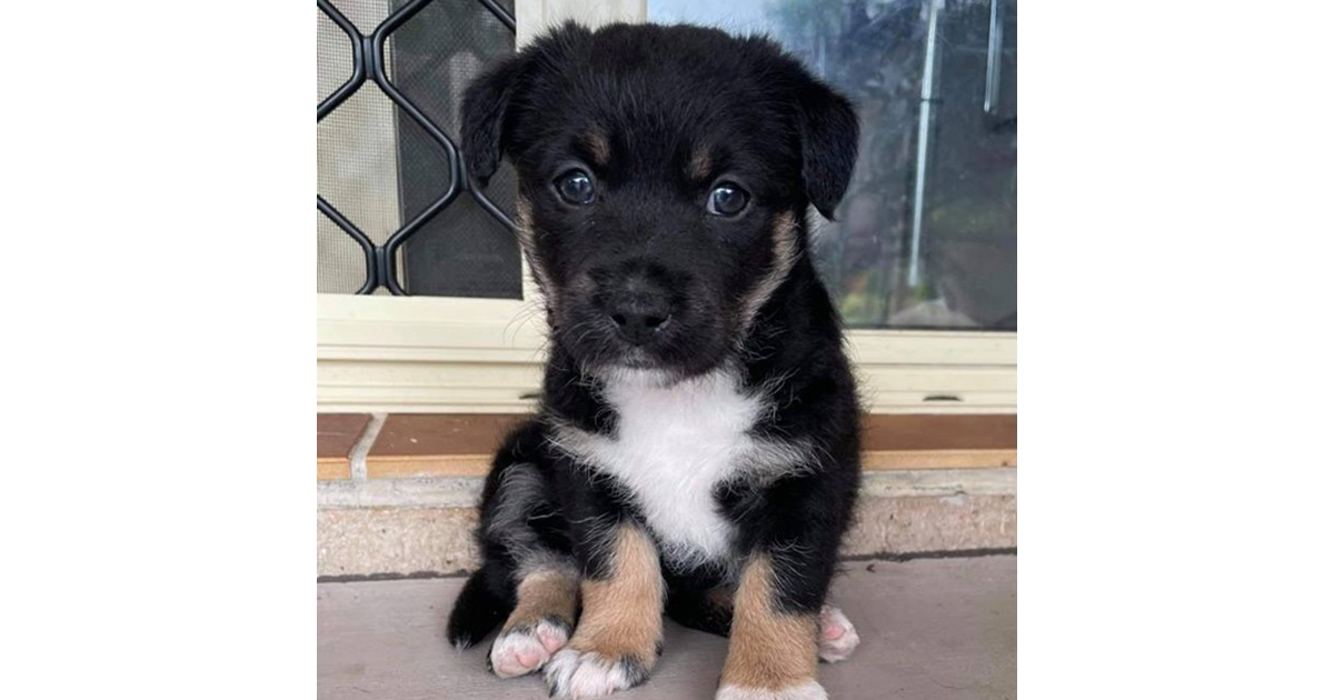 Adopt Lyra from Maryborough QLD AdoptADog