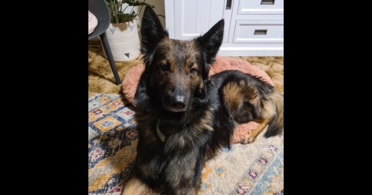 Adopt Cooper from Adelaide SA AdoptADog