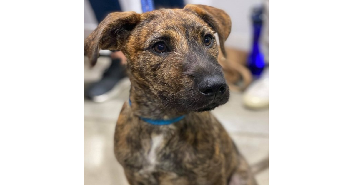 Adopt Quint from Mackay QLD AdoptADog