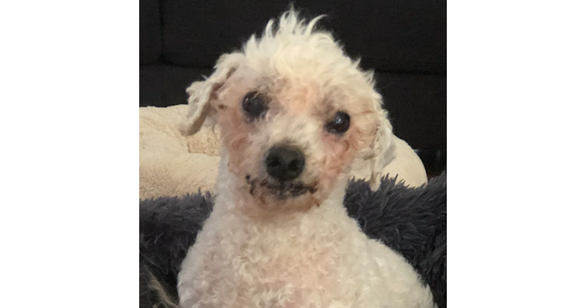 Adopt Olly from EPPING VIC AdoptADog