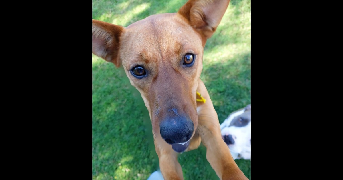 Adopt Gypsy from Helensvale QLD AdoptADog