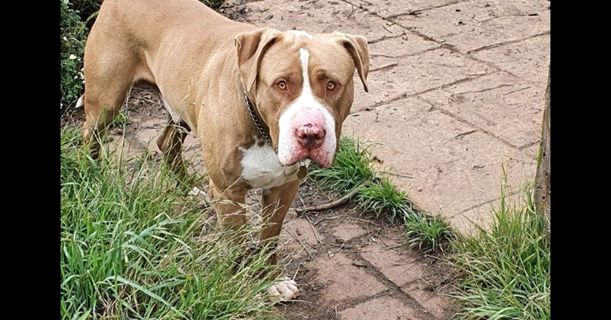 Adopt Rocky from Warrnambool VIC AdoptADog