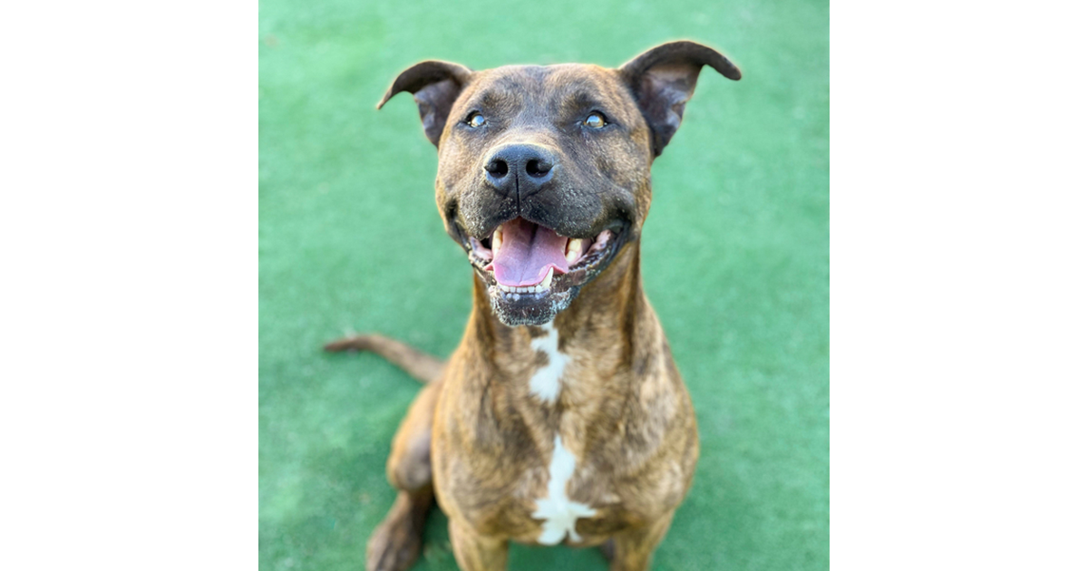 Adopt Charlie from NOWRA NSW AdoptADog