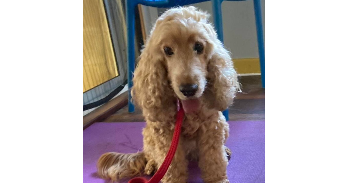 Adopt Tess from Perth WA AdoptADog