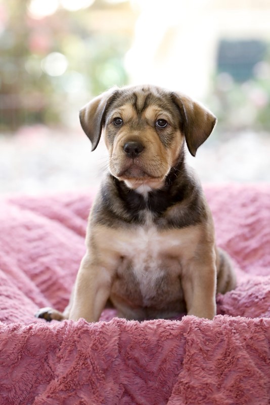 Adopt Fillie from Mudgeeraba QLD AdoptADog