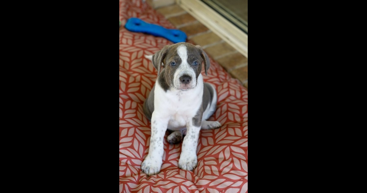 Adopt Sparky from Mudgeeraba QLD AdoptADog