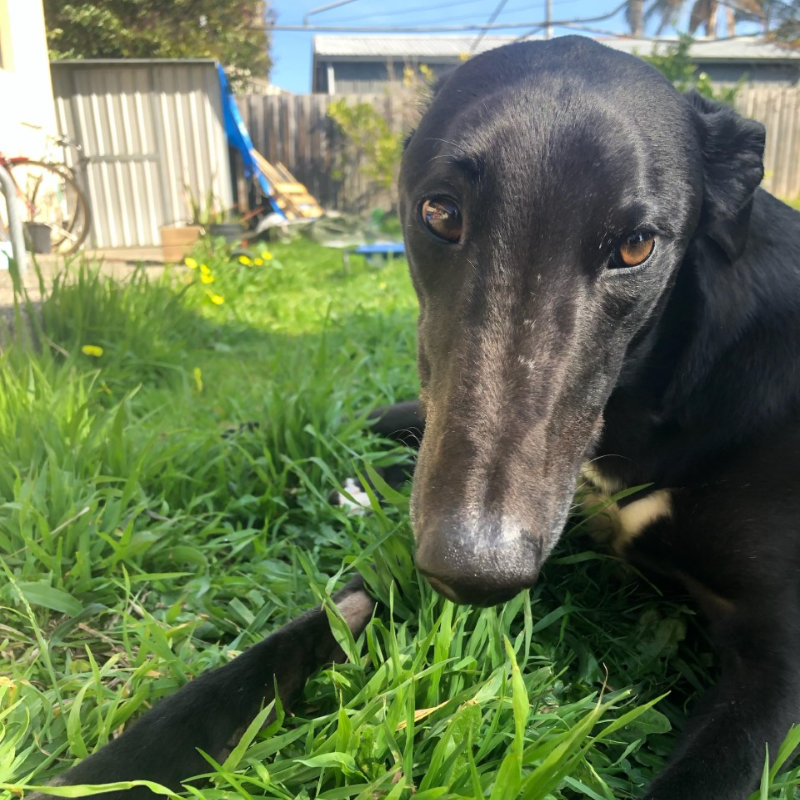Adopt Ossie from Melbourne VIC | Adopt-A-Dog