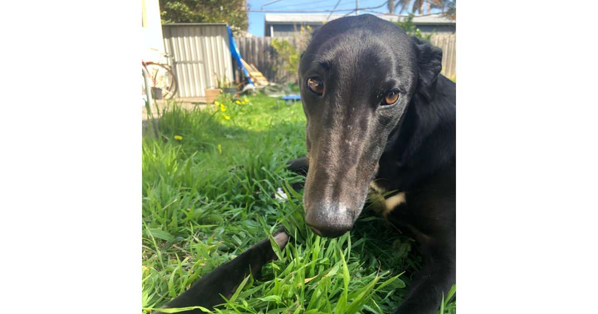 Adopt Ossie from Melbourne VIC | Adopt-A-Dog