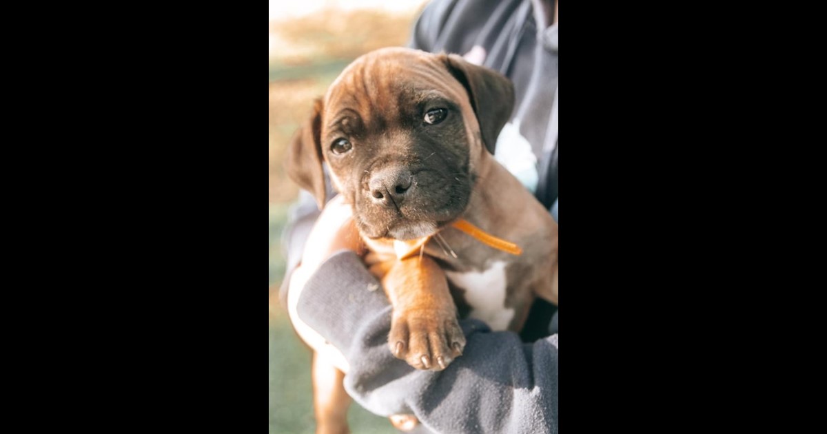 Adopt Trinidad from Toowoomba QLD AdoptADog