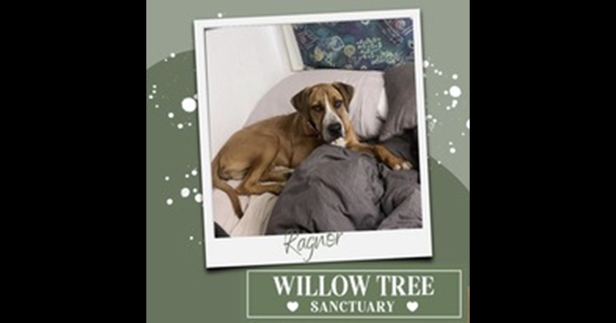 Adopt Ragnor from Byron Bay NSW AdoptADog