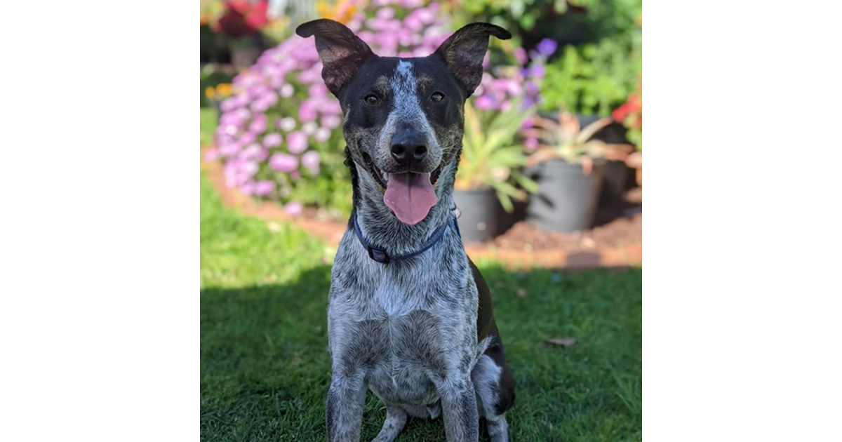 Adopt Jimmy from Adelaide SA AdoptADog