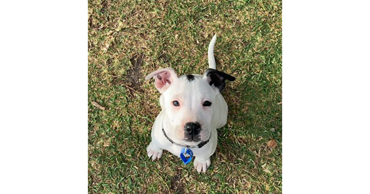 Adopt Mocha from Kallangur QLD AdoptADog