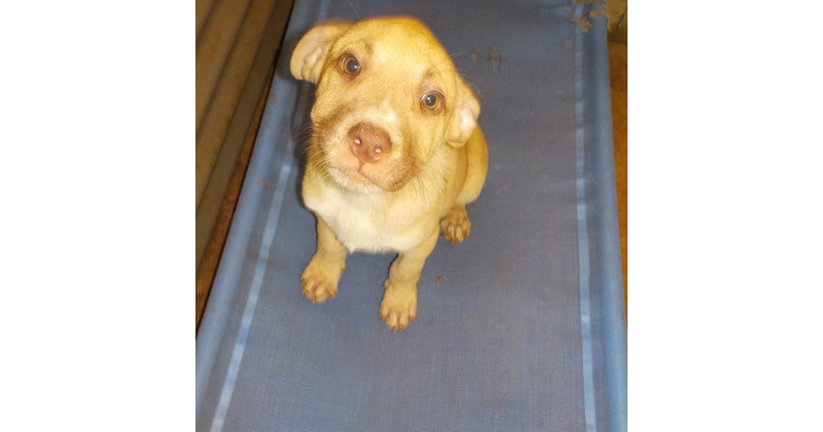 Adopt judge from mareeba qld adopt a dog