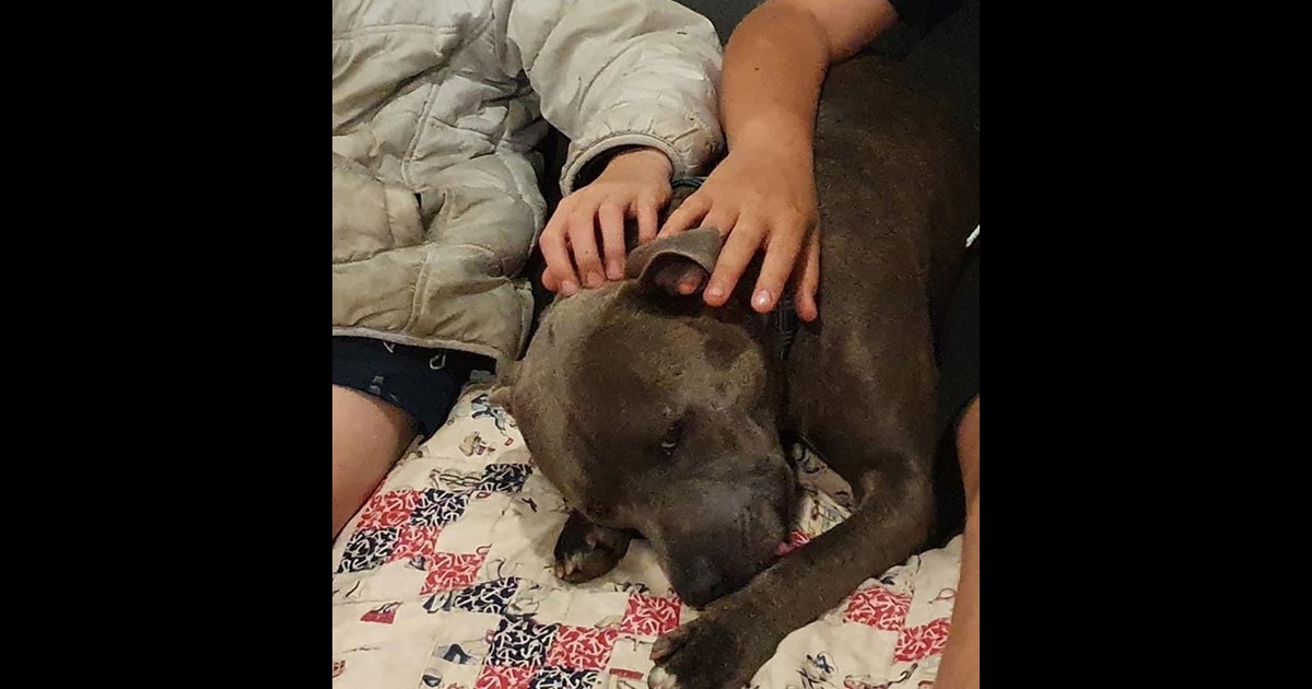 Adopt Teddy from Ipswich QLD | Adopt-A-Dog