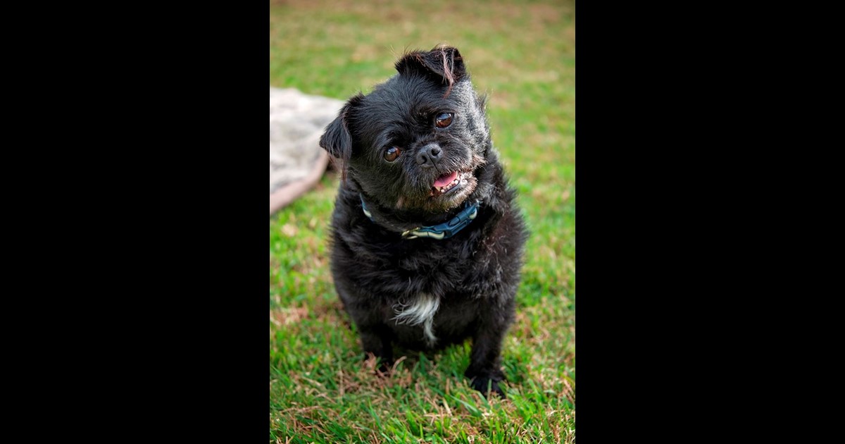 Adopt Mila from Brisbane QLD AdoptADog