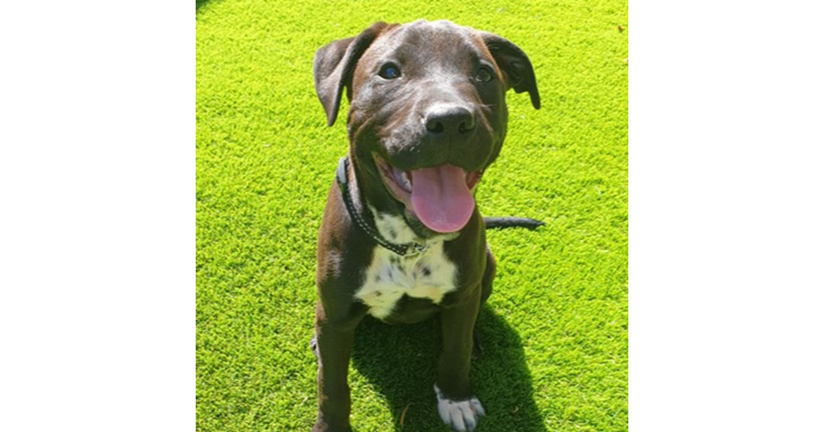 Adopt MEG from Port Augusta SA | Adopt-A-Dog