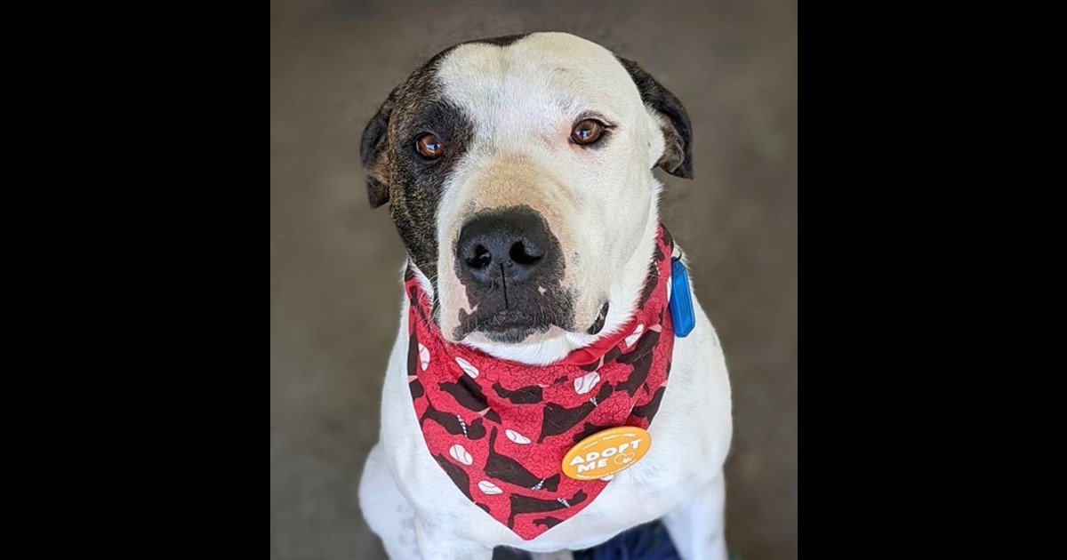 Adopt Bronx from Bray Park QLD | Adopt-A-Dog