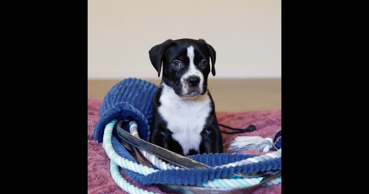 Adopt Doyle from Mudgeeraba QLD AdoptADog