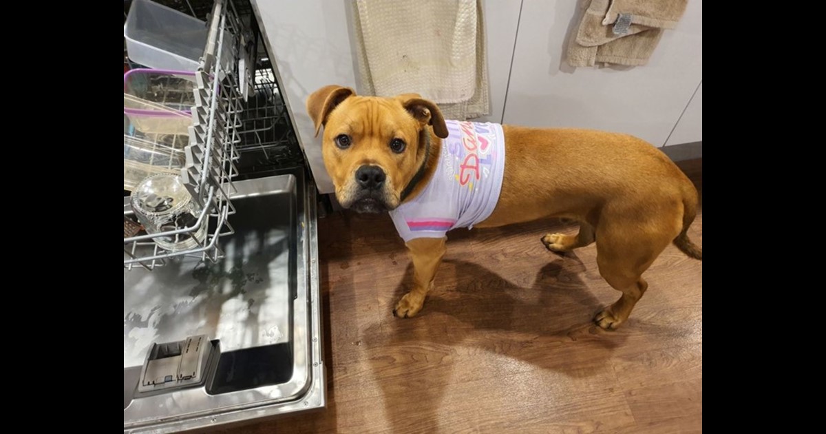 Adopt Bobby from Canberra ACT AdoptADog