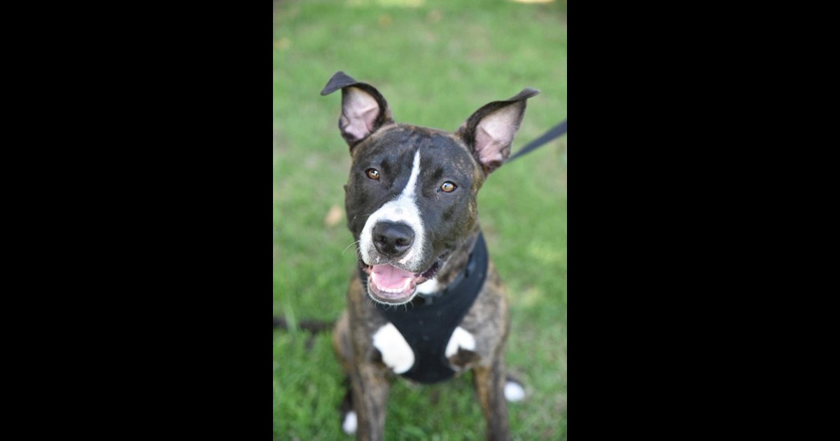 Adopt Scooter from Kingsley WA AdoptADog