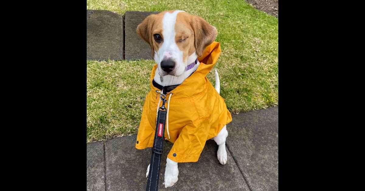 Adopt Cici from Victoria VIC AdoptADog