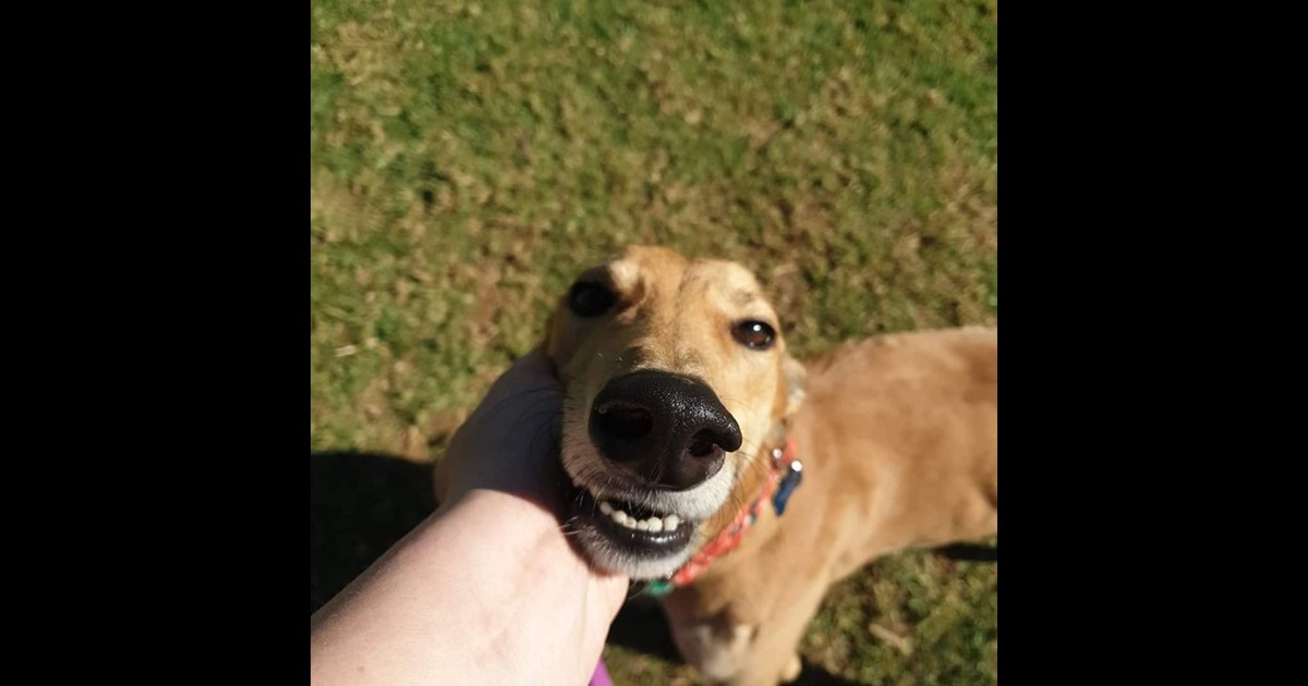 Adopt Joy from Moruya NSW AdoptADog