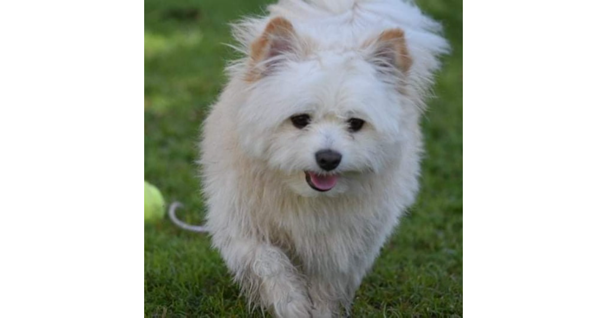 Adopt Oscar from Brisbane QLD AdoptADog