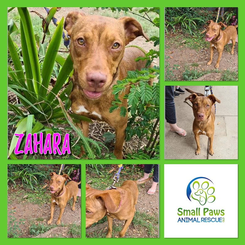 Adopt Zahara from Samford QLD | Adopt-A-Dog