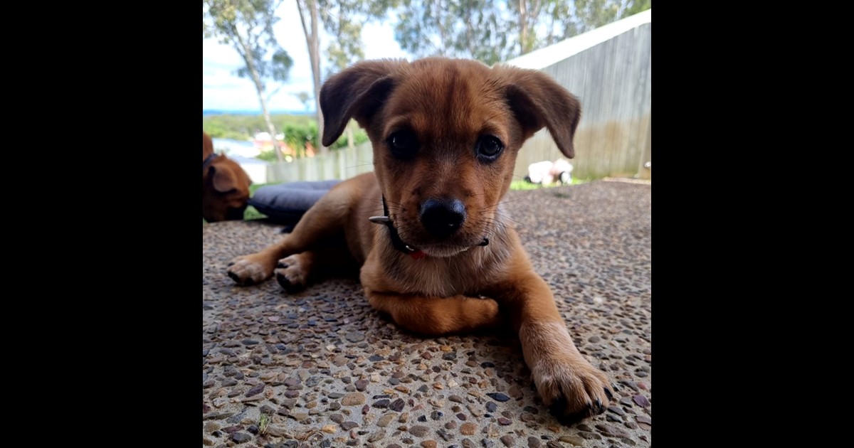 Adopt Aussie from Ipswich QLD | Adopt-A-Dog