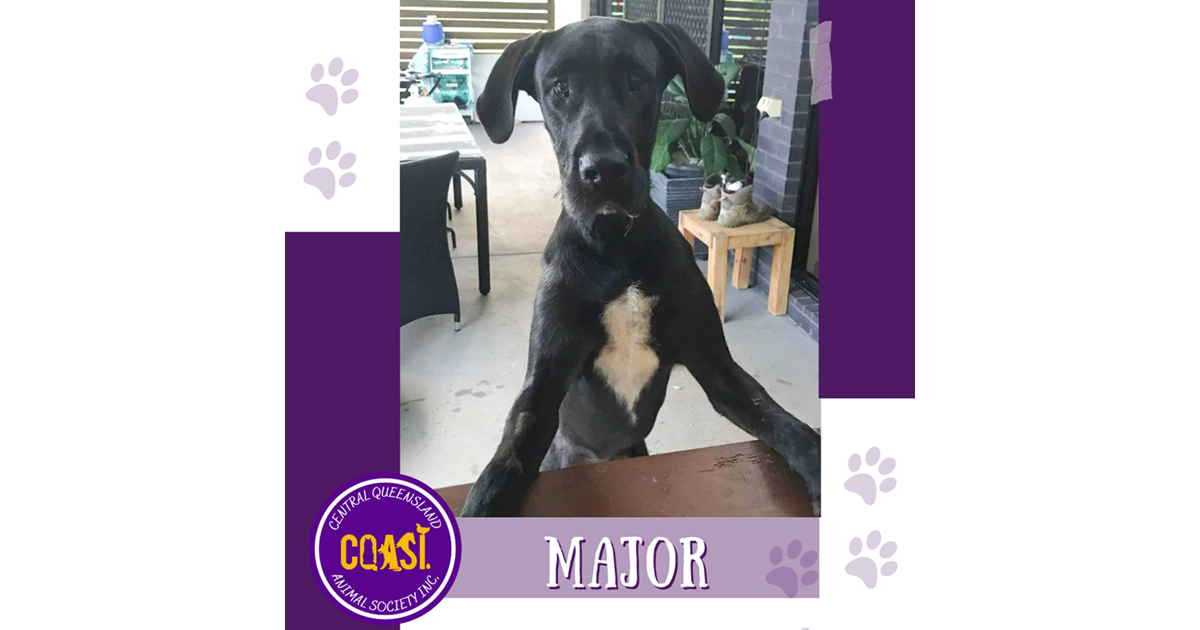 Adopt Major from Rockhampton QLD AdoptADog