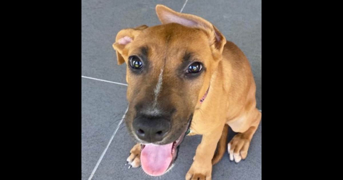 Adopt Nadia from Mackay QLD AdoptADog