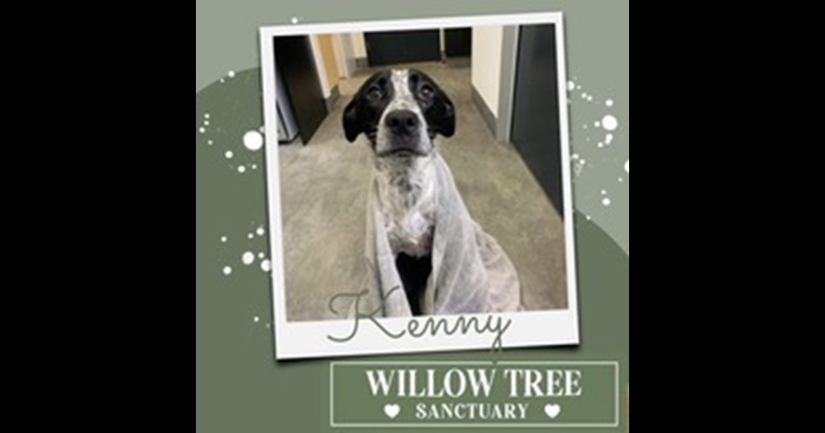 Adopt Kenny from Byron Bay NSW AdoptADog