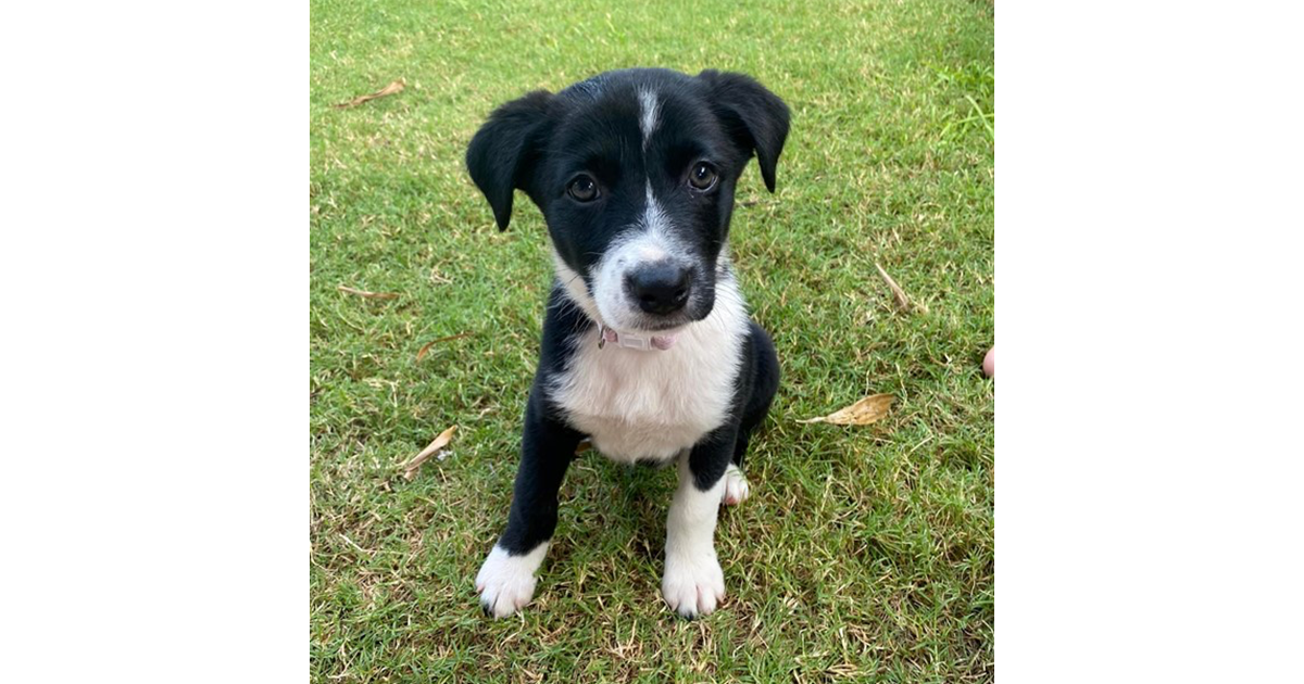 Adopt Amarena from Bells Creek QLD AdoptADog